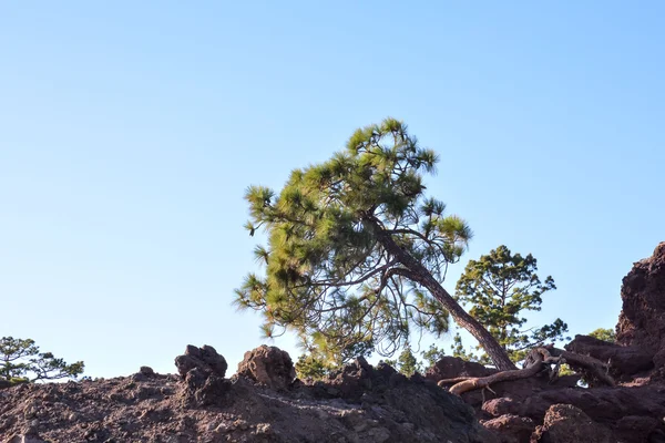Vista dell'albero di pino — Foto Stock