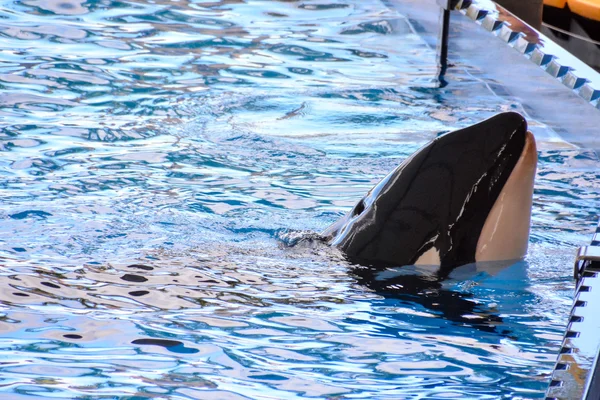 Däggdjur Orca späckhuggare fisk — Stockfoto