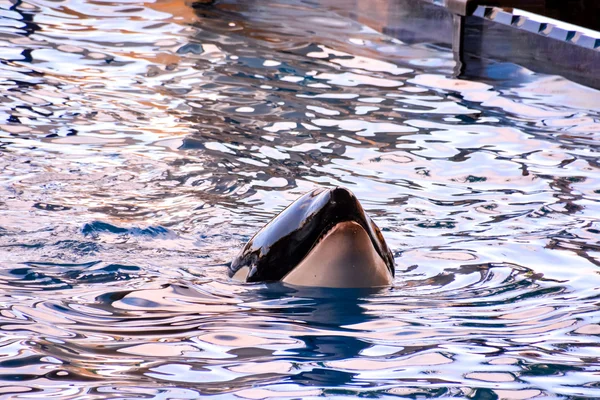 Däggdjur Orca späckhuggare fisk — Stockfoto