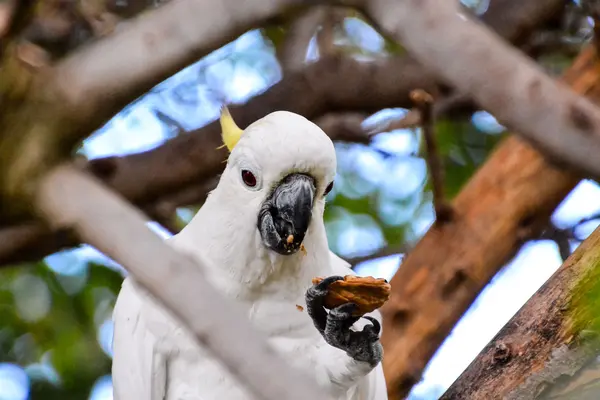 Farbiger tropischer Papagei — Stockfoto