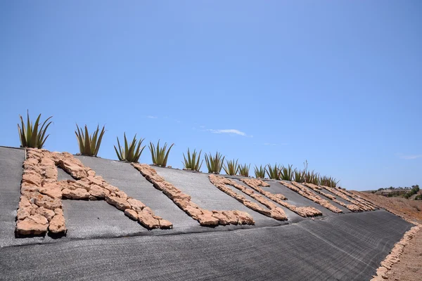 Aloe vera bitkisi — Stok fotoğraf