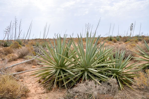 Paisagem em South Spain — Fotografia de Stock