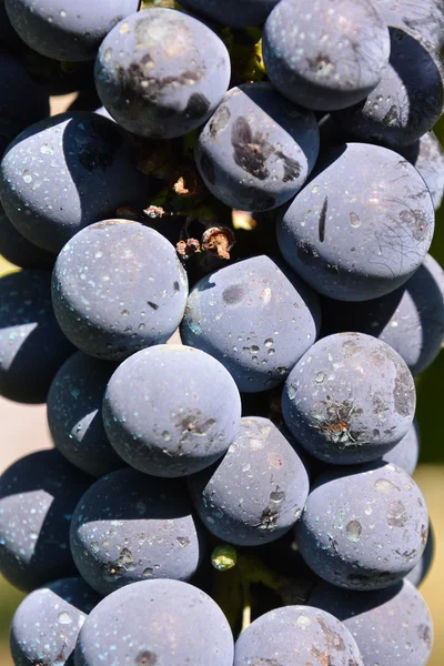 Vineyard Ready to Produce Wine — Stock Photo, Image