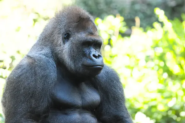 Strong Adult Black Gorilla — Stock Photo, Image