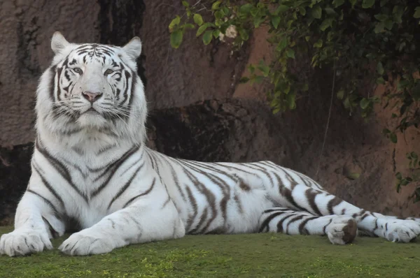 Tigre rayado blanco y negro —  Fotos de Stock