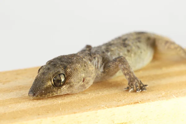 Gecko-Eidechse und Holz — Stockfoto
