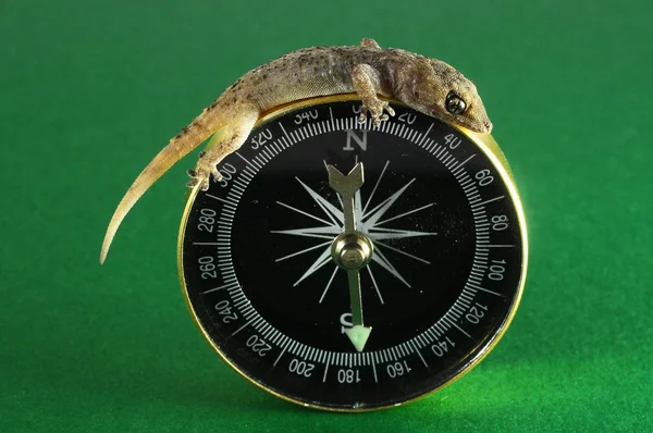Gecko jaszczurka i kompas — Zdjęcie stockowe