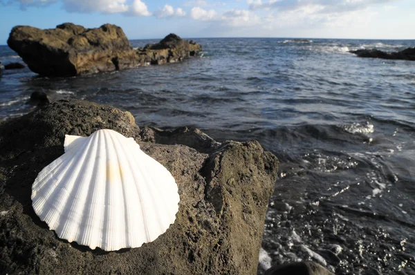 Concha do mar de calcário — Fotografia de Stock