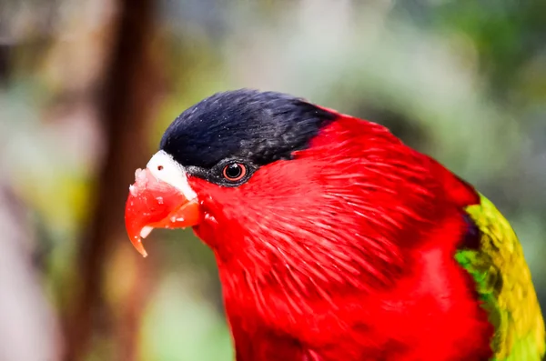 Papagei tropischer Vogel — Stockfoto