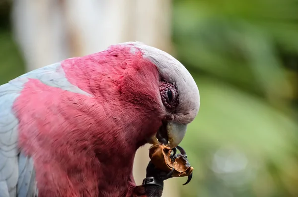 Uccello tropicale pappagallo — Foto Stock