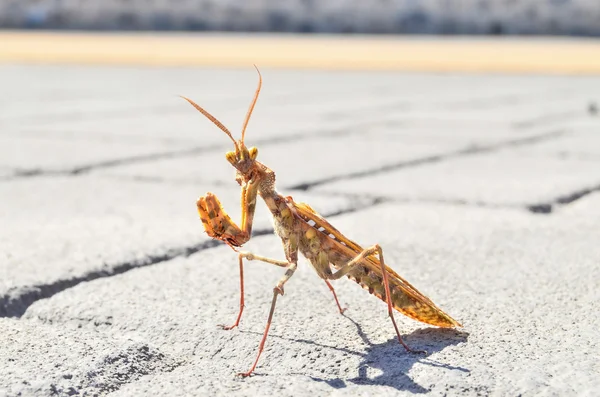 Böcek mantis bileğinde — Stok fotoğraf