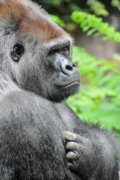 Stark vuxen svart gorilla — Stockfoto