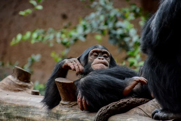 Negro chimpancé mamífero mono — Foto de Stock