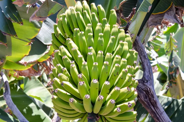 Banánové plantáže pole — Stock fotografie