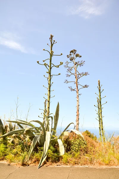 Ageve Cactus växten blommar — Stockfoto