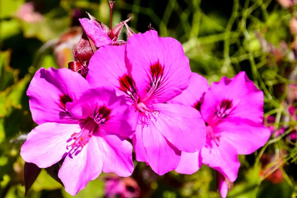 盛开的花背景 — 图库照片