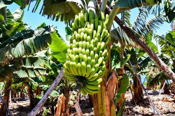 Campo de plantación de plátano —  Fotos de Stock