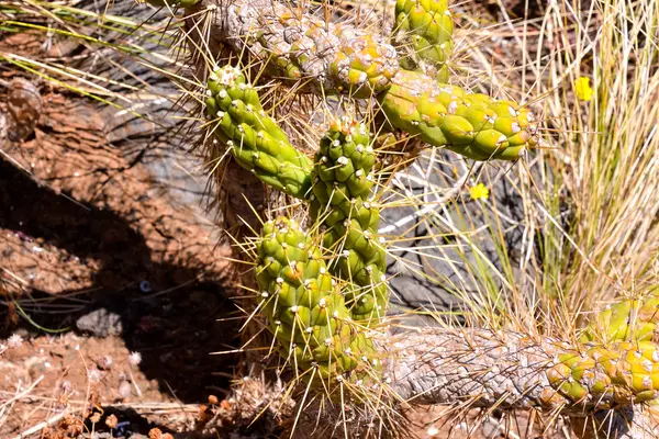 Cactus textur bakgrund — Stockfoto