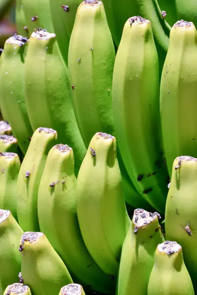 Banánové plantáže pole — Stock fotografie