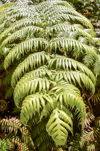 Bladbakgrund Textur Mönster — Stockfoto