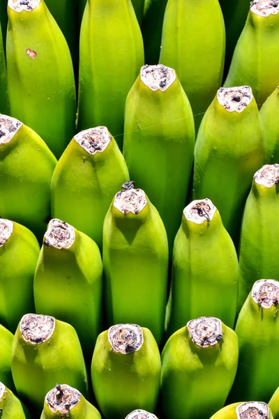 香蕉种植地 — 图库照片
