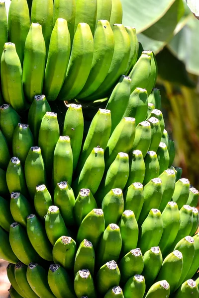 Banánové plantáže pole — Stock fotografie