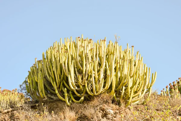 Cactus textur bakgrund — Stockfoto