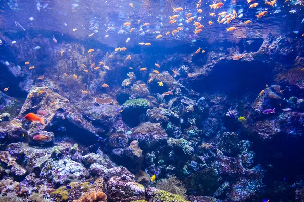 Acquarium plein de beaux poissons tropicaux — Photo