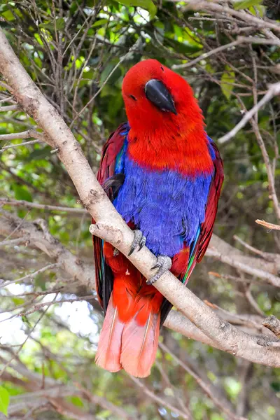 Farbiger tropischer Papagei — Stockfoto