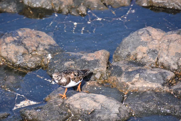 Borrelho-de-pássaro de água — Fotografia de Stock