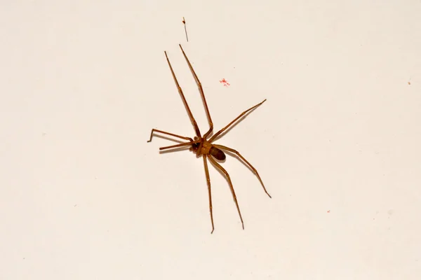 Pavouk na zdi — Stock fotografie