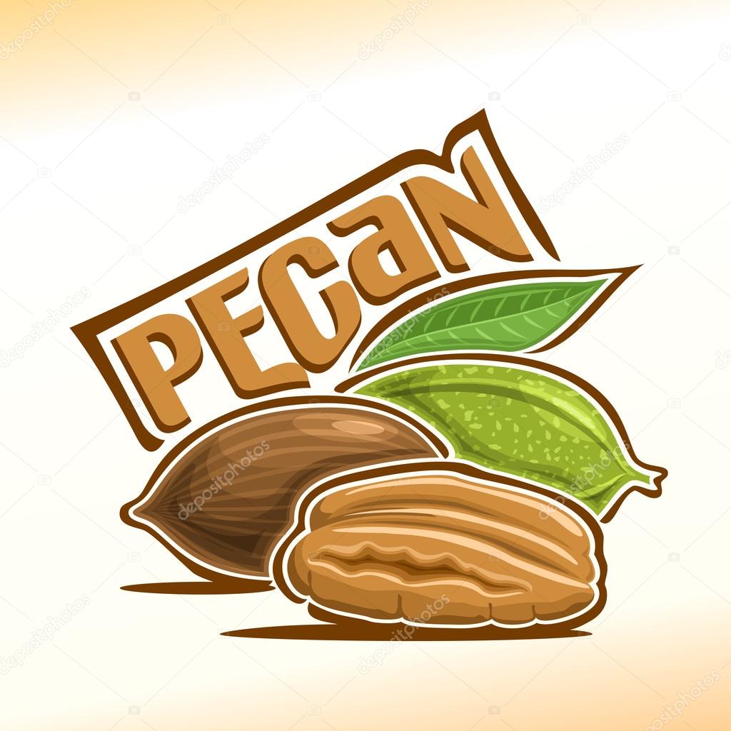Vector illustration on the theme of the logo for pecan nuts, consisting of peeled half pecan nutlets and two nuts in the nutshell with green leaf