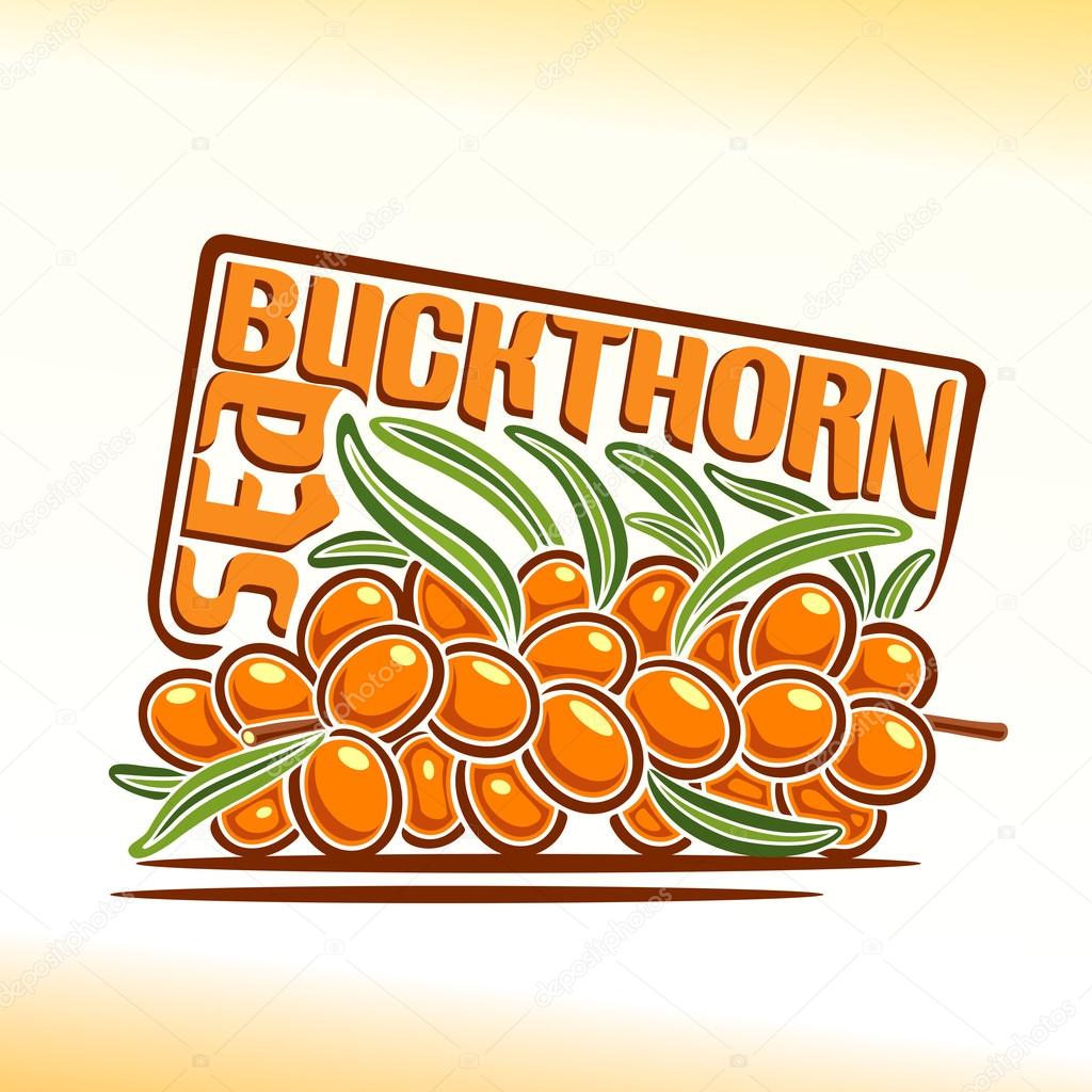 Vector illustration on the theme of  sea buckthorn