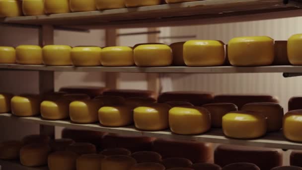 Fabriek magazijn met planken vol met verse kaaskoppen — Stockvideo