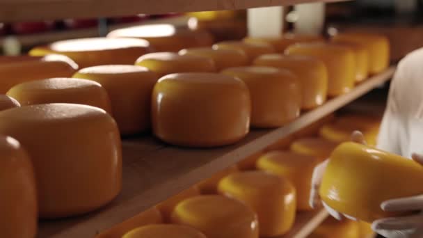 Pracownik sektora mleczarskiego w rękawiczkach zakładających na półkę głowę sera — Wideo stockowe