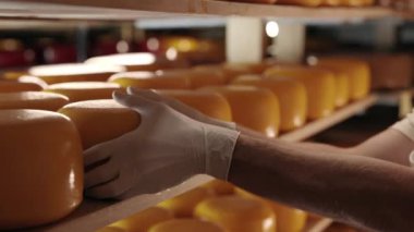 Peynir uzmanı yaşlı peynir kafasının durumunu kontrol ediyor