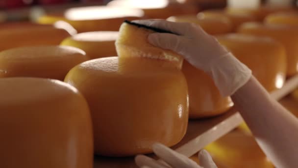 Homem de luvas usando esponja para limpar a cabeça de queijo — Vídeo de Stock