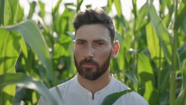 Pria tampan dengan senyum di wajah berpose di ladang jagung — Stok Video