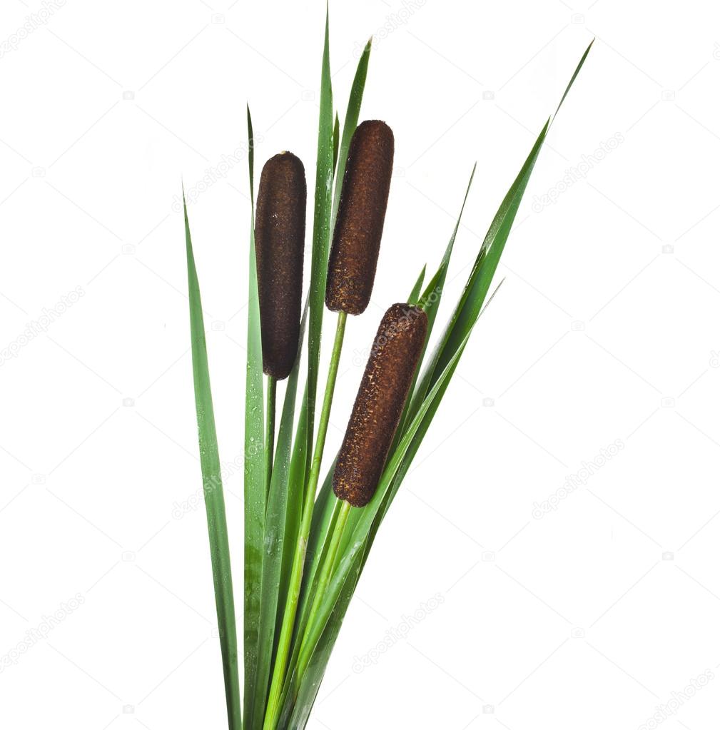 Vegetación totora stok fotoğraflar | Vegetación totora telifsiz resimler, görseller | Depositphotos