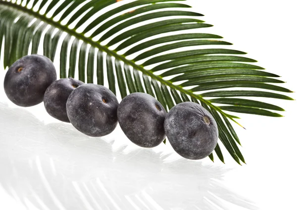Fresh acai fruit with palm leaves — Stock Image Fresh acai fruit with palm leaves Stock Image
