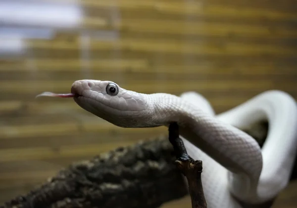 Venomous white snake