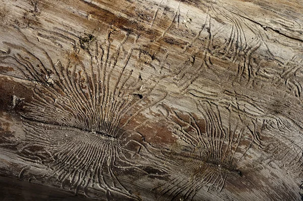 Bark beetles ways on wood