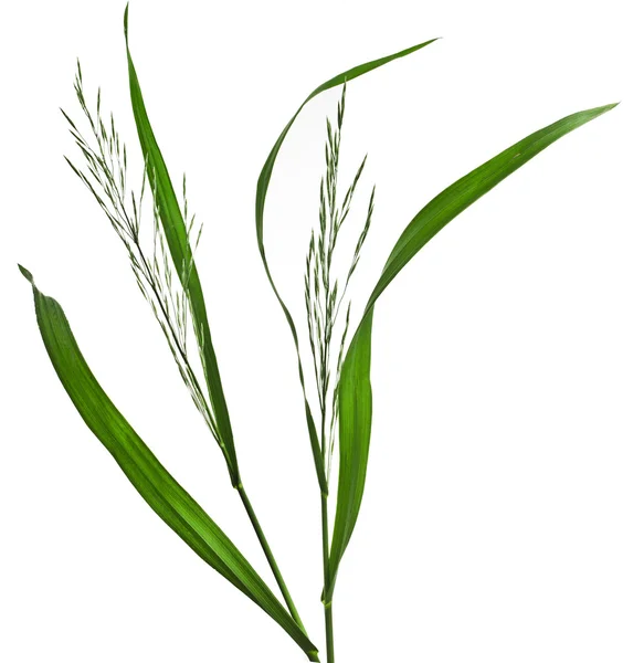 Herbs picture with name Collection fresh herb with names isolated on