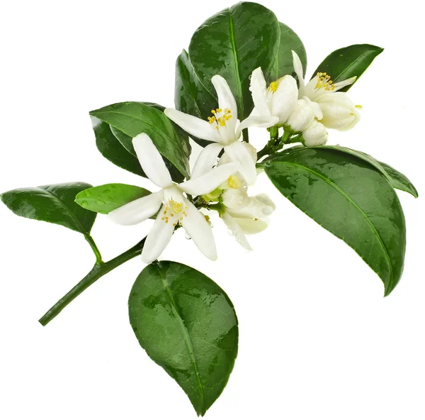 ᐈ Lime blossom flower stock photos, Royalty Free lime blossom images