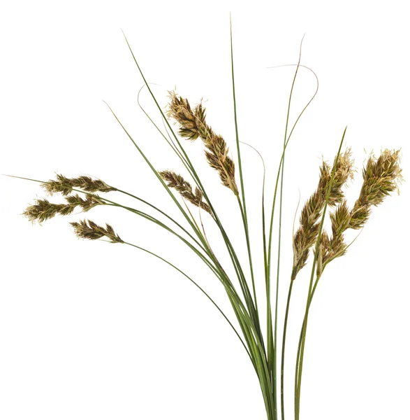 Bunch of SAND SEDGE Carex grass — Stock Image Bunch of SAND SEDGE Carex grass Stock Picture