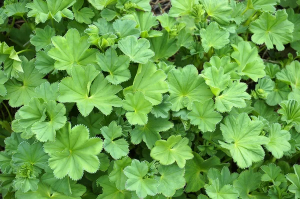 Alchemilla mollis plants — Stock Image Alchemilla mollis plants Stock Photo