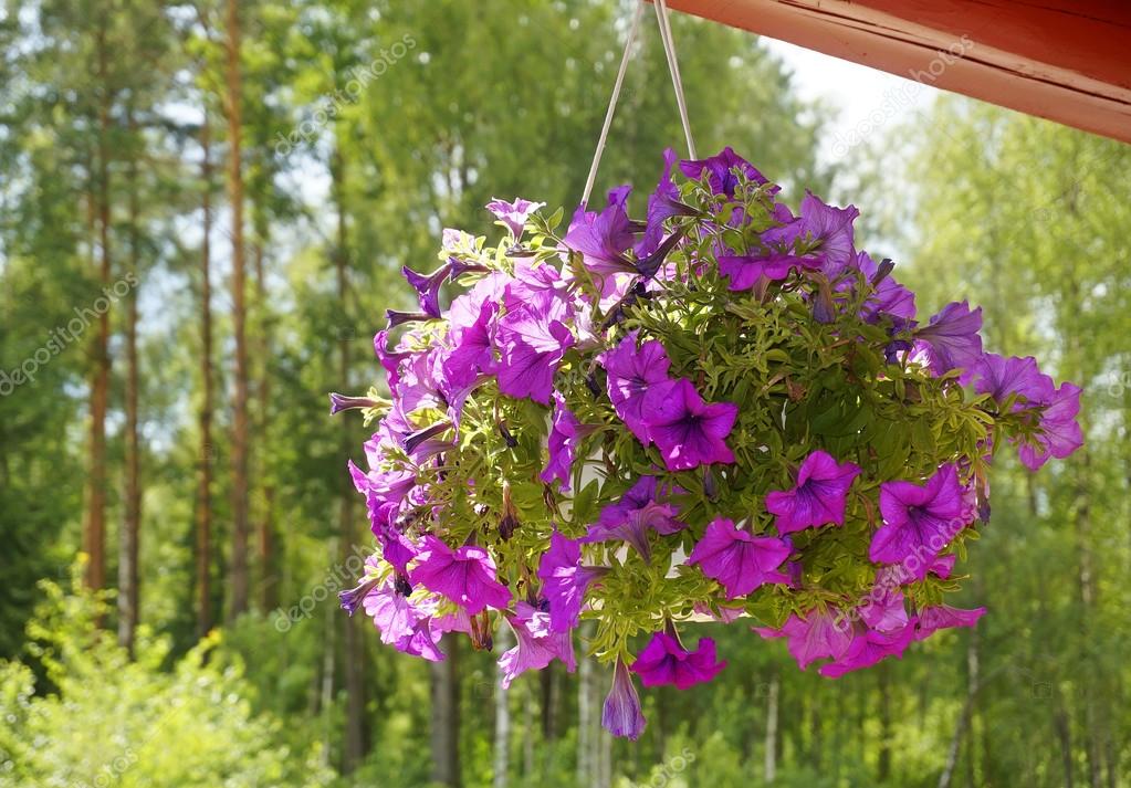 Petunia flores en una olla colgando: fotografía de stock © Madllen