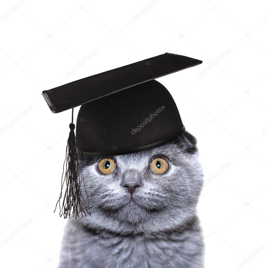 Smart Cat in the graduate cap Stock Photo by ©Madllen 75656903