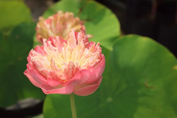 Lotus wody piękne — Zdjęcie stockowe