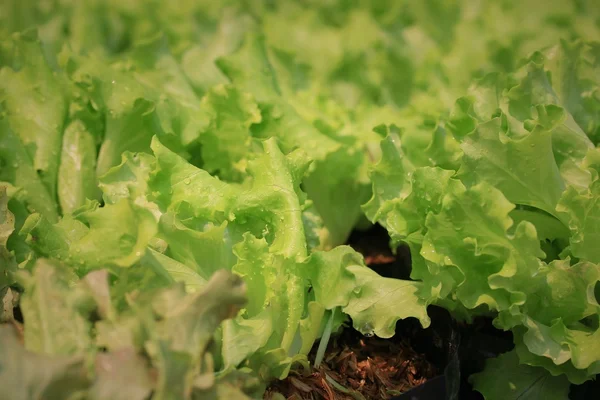 The lettuce in soil — Stock Photo, Image